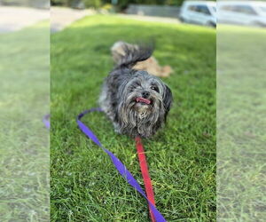 Shih Tzu-Unknown Mix Dogs for adoption in Elmsford, NY, USA