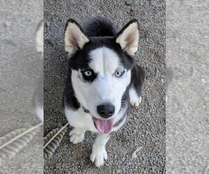Siberian Husky Dogs for adoption in Woodland, CA, USA