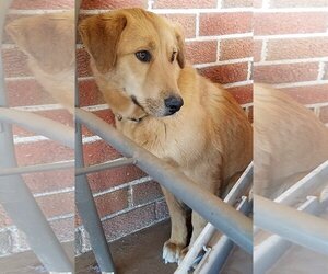 Great Pyrenees-Red Heeler Mix Dogs for adoption in Whitewright, TX, USA