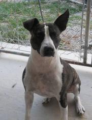 American Pit Bull Terrier-Unknown Mix Dogs for adoption in JAMESTOWN, TN, USA