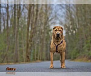 Chinese Shar-Pei Dogs for adoption in Mt Carmel, PA, USA