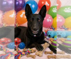 Mutt Dogs for adoption in Queen Creek, AZ, USA