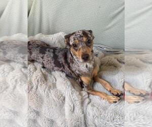 Dachshund-Unknown Mix Dogs for adoption in Calgary, Alberta, Canada
