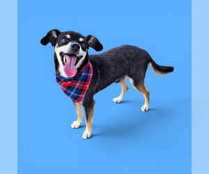 Chihuahua Dogs for adoption in Bakersfield, CA, USA