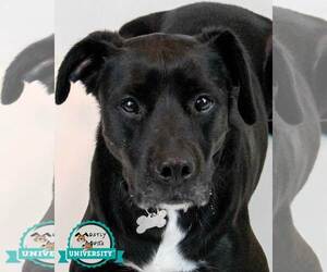 American Bulldog-Labrador Retriever Mix Dogs for adoption in Kennesaw, GA, USA