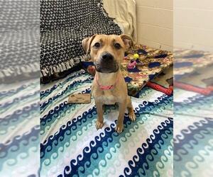 American Pit Bull Terrier-Unknown Mix Dogs for adoption in Fort Wayne, IN, USA