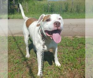 American Pit Bull Terrier Dogs for adoption in Lees Summit, MO, USA