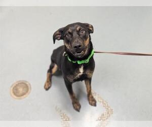 Rottweiler-Unknown Mix Dogs for adoption in Denver, CO, USA