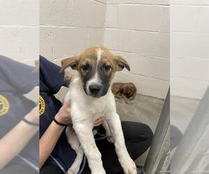 German Shepherd Dog-Unknown Mix Dogs for adoption in Rosenberg, TX, USA