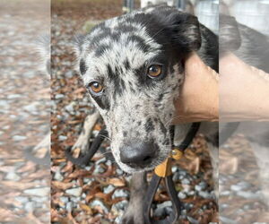 Catahoula Leopard Dog-Unknown Mix Dogs for adoption in Albemarle, NC, USA
