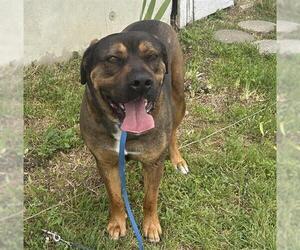 Mastiff-Unknown Mix Dogs for adoption in San Antonio, TX, USA