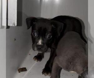 Labrador Retriever-Unknown Mix Dogs for adoption in Houston, TX, USA