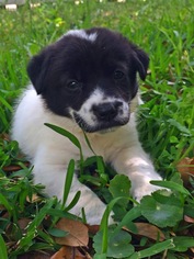 Borador Dogs for adoption in Mobile, AL, USA