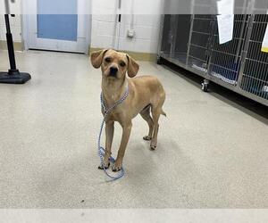 Beagle-Unknown Mix Dogs for adoption in Grand Prairie, TX, USA