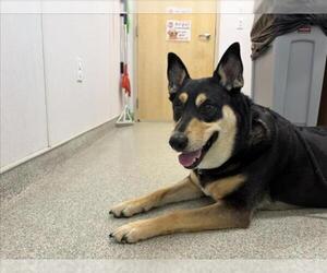 Australian Shepherd-Unknown Mix Dogs for adoption in Fort Collins, CO, USA
