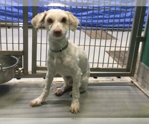 Maltese-Unknown Mix Dogs for adoption in Visalia, CA, USA