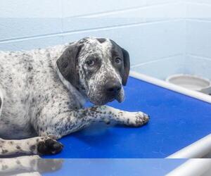 Red Heeler-Unknown Mix Dogs for adoption in Mountain Home, AR, USA