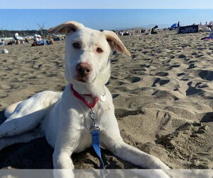 Sheprador Dogs for adoption in Redwood City, CA, USA