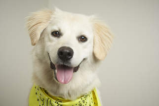 Australian Retriever Dogs for adoption in Eden Prairie, MN, USA