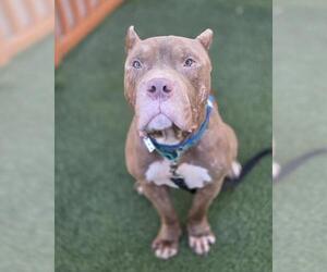 American Staffordshire Terrier-Unknown Mix Dogs for adoption in Las Vegas, NV, USA