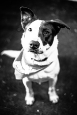 Border Collie Dogs for adoption in Weatherford, TX, USA