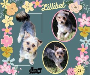 Mutt Dogs for adoption in Lindsay, CA, USA