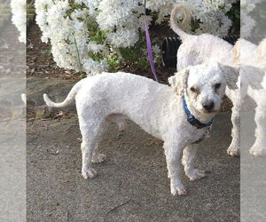 Poodle (Miniature)-Unknown Mix Dogs for adoption in Mooresville, NC, USA