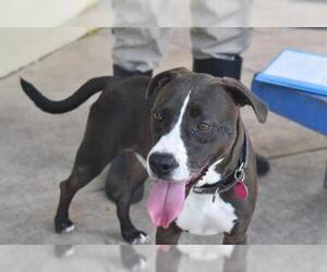 Catahoula Leopard Dog Dogs for adoption in Gainesville, FL, USA