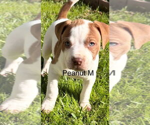 Mutt Dogs for adoption in Studio City, CA, USA