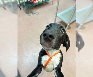 Plott Hound-Unknown Mix Dogs for adoption in Ogden, UT, USA