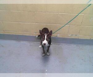 American Pit Bull Terrier-Unknown Mix Dogs for adoption in Tulsa, OK, USA