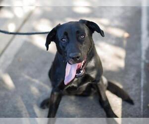 Labrador Retriever Dogs for adoption in Martinez, CA, USA