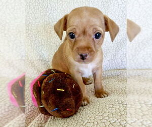 Dachshund-Unknown Mix Dogs for adoption in Corona, CA, USA
