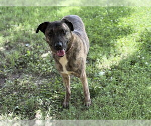 Holland Shepherd-Unknown Mix Dogs for adoption in Tulsa, OK, USA