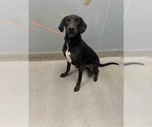 Doberman Pinscher-Labrador Retriever Mix Dogs for adoption in Las Vegas, NV, USA