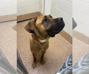 Mutt Dogs for adoption in Springfield, MA, USA