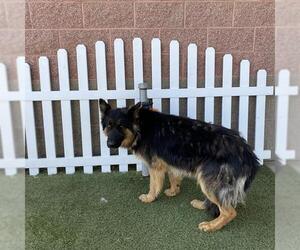 German Shepherd Dog Dogs for adoption in Modesto, CA, USA