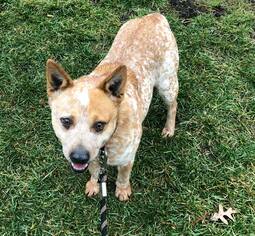 Mutt Dogs for adoption in Creston, OH, USA