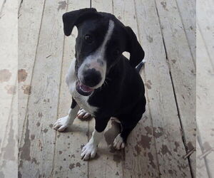 Labrador Retriever-Unknown Mix Dogs for adoption in Canton, CT, USA