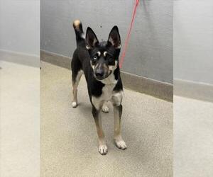 Siberian Husky-Unknown Mix Dogs for adoption in Las Vegas, NV, USA