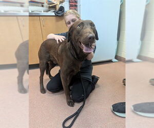 Labrador Retriever Dogs for adoption in Ogden, UT, USA