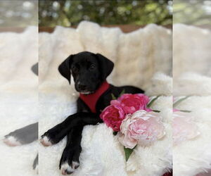 Borador Dogs for adoption in Princeton, MN, USA