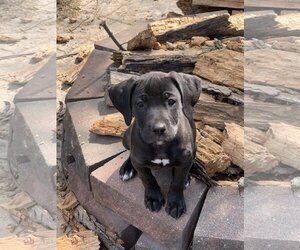 Mastador Dogs for adoption in Fenton, MO, USA