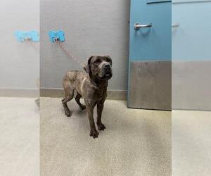 Mutt Dogs for adoption in Las Vegas, NV, USA