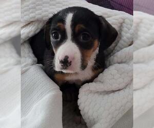 Boglen Terrier Dogs for adoption in Aurora, IN, USA