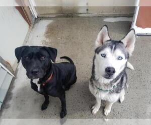Alaskan Husky Dogs for adoption in Gloversville, NY, USA