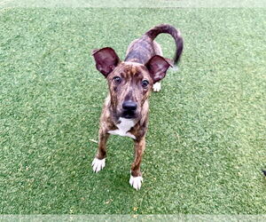 Mutt Dogs for adoption in Pompano Beach , FL, USA