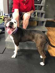 Bulldog Dogs for adoption in Osteen, FL, USA