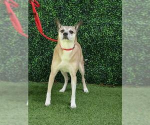 Chihuahua-Unknown Mix Dogs for adoption in Naples, FL, USA