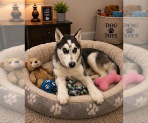 Siberian Husky Dogs for adoption in Globe, AZ, USA